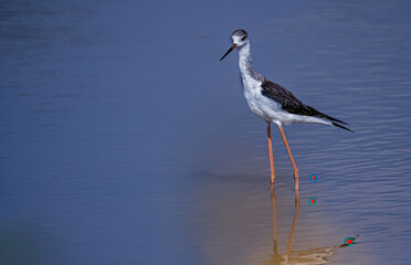 Portrait of a Black winged Stilt