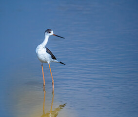 A black winged stilt in a style