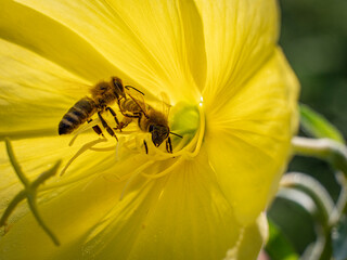 Honey bees (Apis mellifera) at work