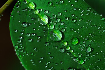 Raindrops, on gooseberry leaves Fresh succulent leaves of beautiful trees up close, Dew after rain.
