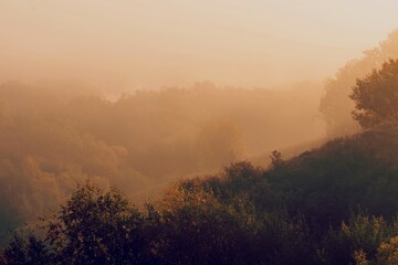 Morning view of the hillside with trees in the fog.