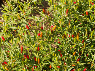 (Capsicum annuum) Gemüse oder Gewürz Paprika oder Chili 'Skinny' 