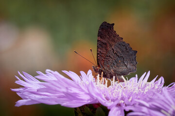 Peacock butterfly ( Aglais io ) feeding with flower nectar from Stokesia Laevis 'Mels Blue' 
