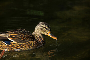 Duck close up. Beautiful duck in the water. The bird swims