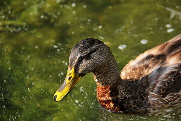 Duck close up. Beautiful duck in the water. The bird swims