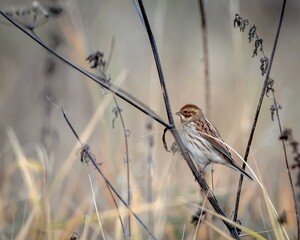 Portrait of a Reed Bunting bird on a background of dry autumn grass stalks.