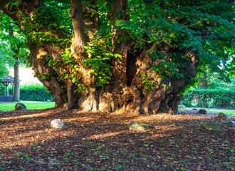 Trunk of Millennial Lime Tree of Heede, Germany