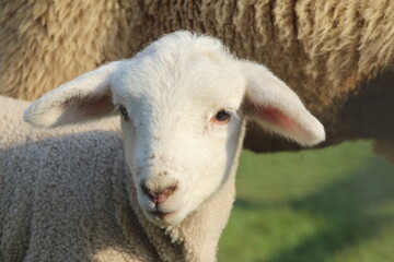 Naklejka premium sheep and lambs