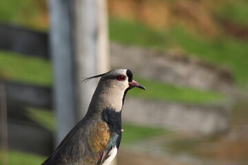 black headed woodpecker
