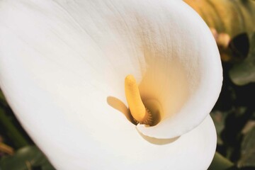 white calla lily