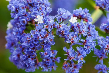 Close-up blue flowers of limonium arborescens, siempreviva