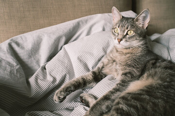 A domestic striped gray cat lie on the bed. The cat in the home interior.I