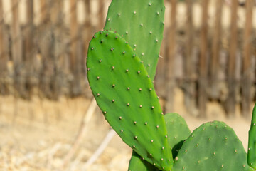 Green nopal cactus plant with a blurred background