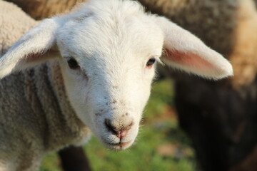baby lamb with mother