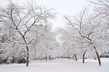 snowy garden in ireland with trees covered in snow