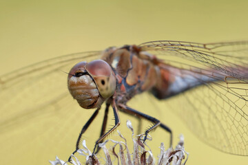 Head of a dragonfly sitting on a flower, close-up.