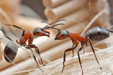 Two ants are located one against the other against the background of a log house of a wooden house....