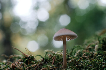 mushroom in the forest