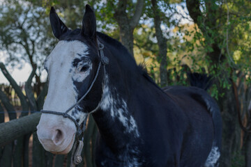 Fototapeta premium San Antonio de Areco