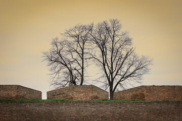 Fototapeta na wymiar Close up view of a Kalemegdan fortress stone walls and a tree with no leaves on the branches