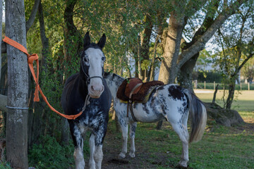 San Antonio de Areco