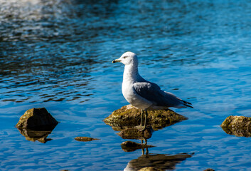 Ring-billed Gull Suns Itself at Whitefish Beach, Montana