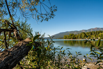A Fallen Tree Makes a Nice  Subject a Whitefish Lake Beach.