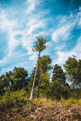 Panorama of high trees. Blue sky with clouds in background. Beautiful summer day in mountains.