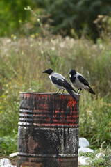 Crows on an old barrel