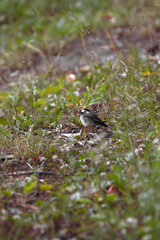 Wagtail