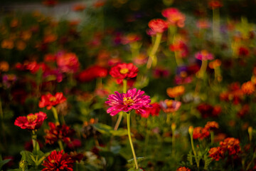 Obraz na płótnie Canvas Garden with colorful zinnia flowers on a blurry background.