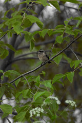 Little bird on tree