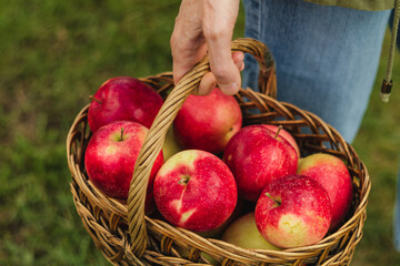 A hand with a wicker basket full of juicy autumn apples.