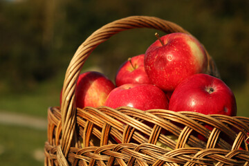 Wicker basket with autumn red apples on a blurred green background.