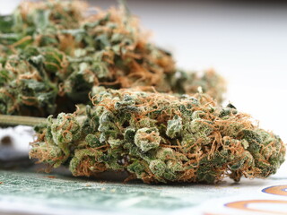 cannabis business concept money american dollars and medical marijuana