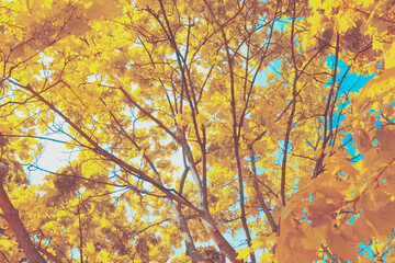 autumn maple branches against the blue sky. autumn background with golden maple leaves.