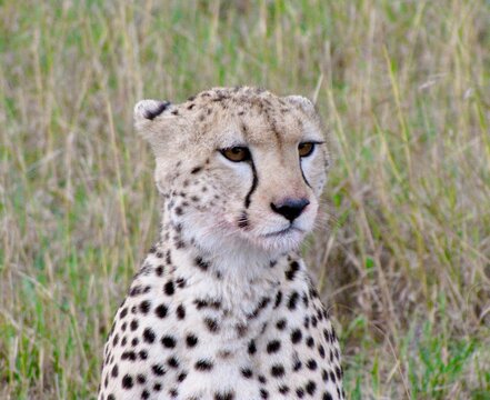 Cheetah in Masai Mara after hunting a Gazelle