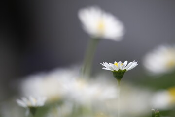 close up of daisy flower