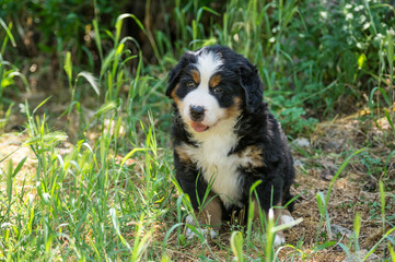 Berner Sennenhund or Bernese Mountain puppy