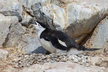 Chinstrap penguin on the beach in Antarctica
