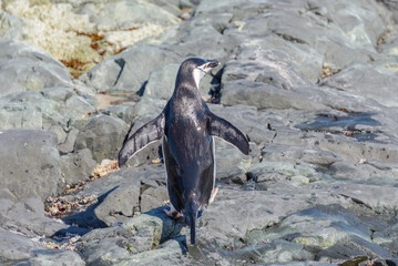 Chinstrap penguin on the beach in Antarctica