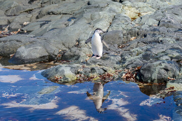 Chinstrap penguin on the beach in Antarctica with reflection