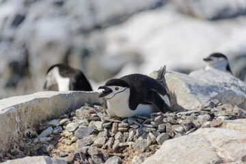 Naklejka premium Chinstrap penguin laying on the rock in Antarctica