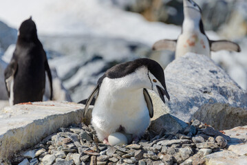 Naklejka premium Chinstrap penguin with egg on the beach in Antarctica