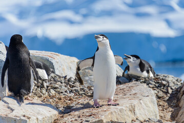 Obraz premium Chinstrap penguin on the beach in Antarctica