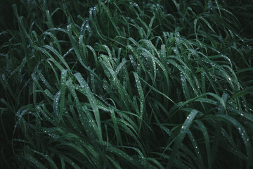 Fototapeta na wymiar Beautiful dark background of green grass with dew drops
