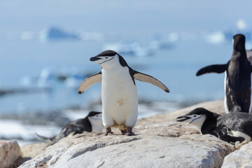 Fototapeta na wymiar Chinstrap penguin on the beach in Antarctica