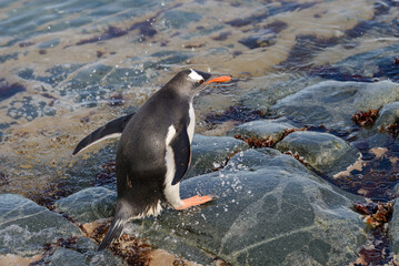 Gentoo penguin in water