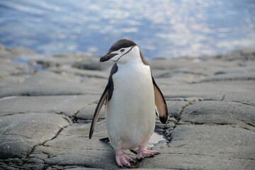 Obraz premium Chinstrap penguin on the rock close up