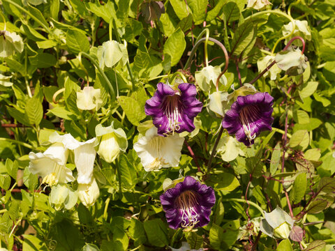 Cobaea scandens 'Violet Blue Bells' et 'Alba' | Cobée grimpante à fleurs violette et blanc-crème, solitaires en forme de cloche, corolle évasée dans un feuillage penné et vrillé sur à tiges volubiles